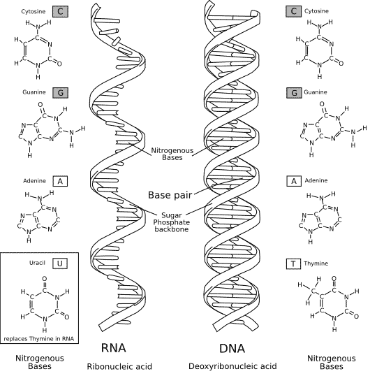 Structural differences between DNA and RNA.