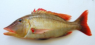 Eungkôt bruchum padé (Lethrinus miniatus) di Kaledonia Barô