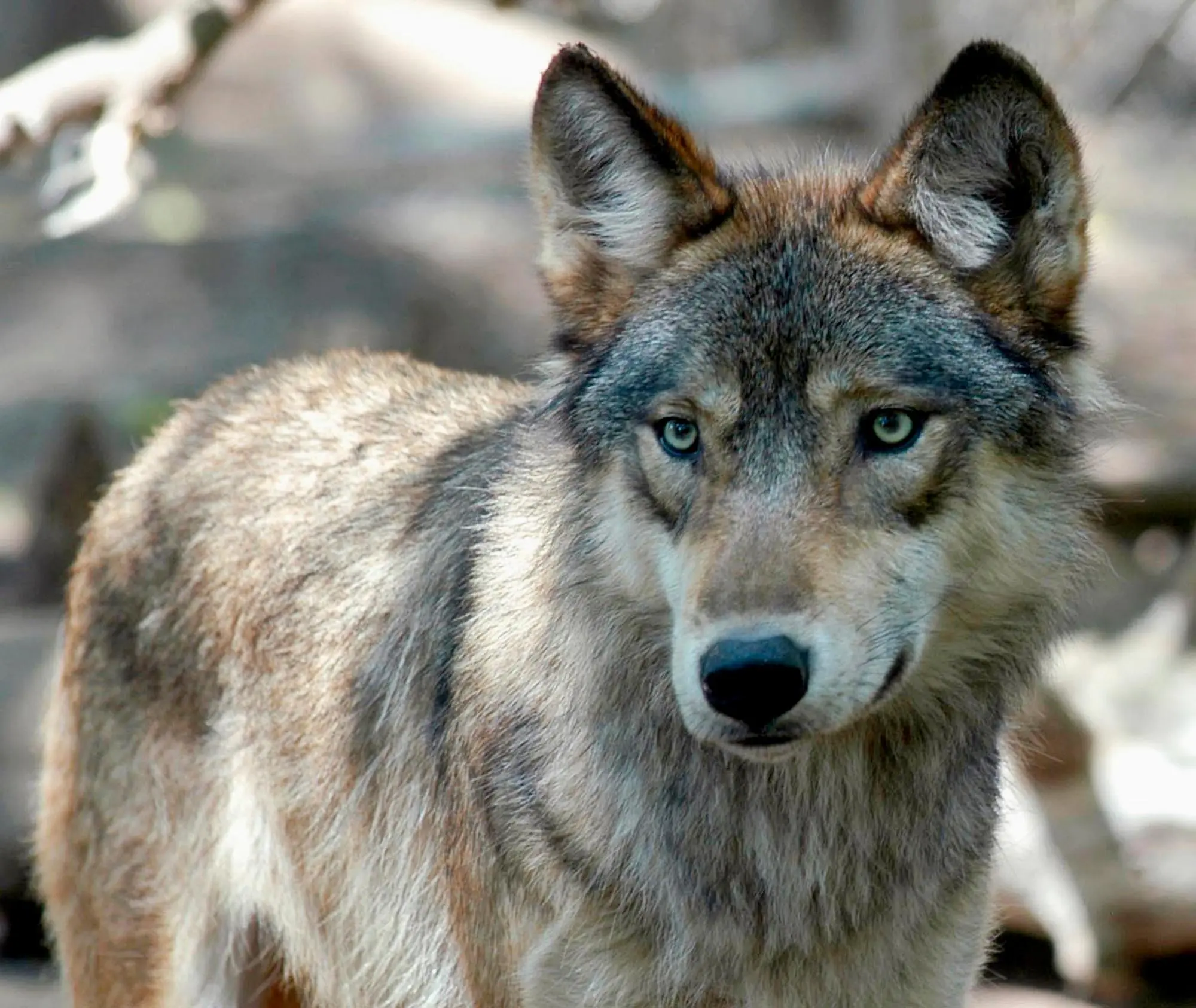 Wisconsin_hunters_killed_nearly_double_wolves_allotted_for_season_forcing_officials_to_end_hunt_early_1 Shows a gray wolf at ...