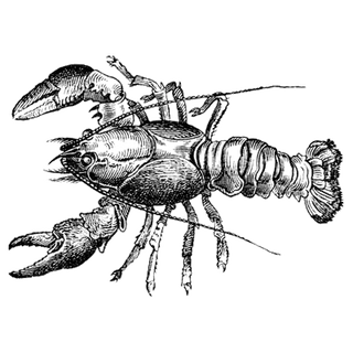 Blue lobster_Agent profile picture