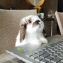 bunnycodes profile